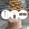 Kit de cultivare ciuperci acasa - Pholiota adiposa (Chestnut Mushroom)