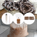 Kit de cultivare ciuperci acasa - Pleurotus ostreatus (Pleurotus)