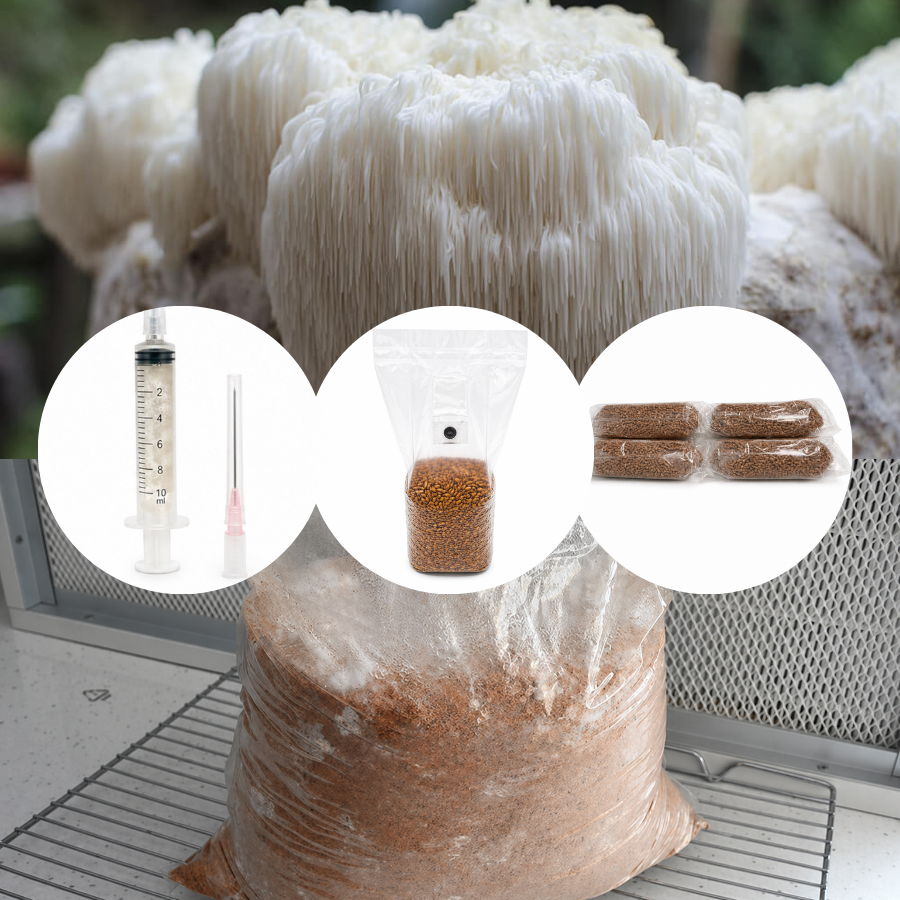 Kit de cultivare ciuperci acasa - Coama Leului (Hericium erinaceus)