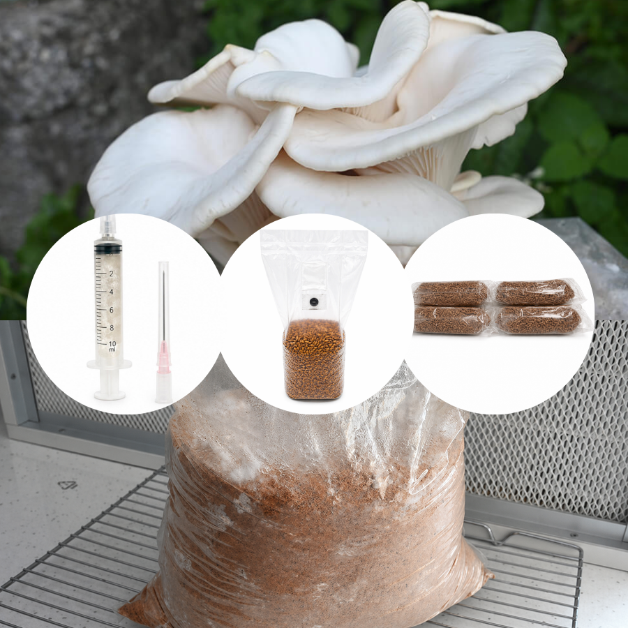 Kit de cultivare ciuperci acasa - Pleurotus ostreatus (Pleurotus Alb)