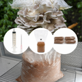 Kit de cultivare ciuperci acasa - Pleurotus pulmonarius (Pleurotus de Vara)