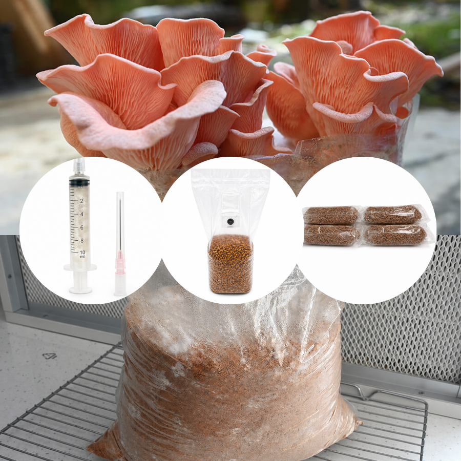 Kit de cultivare ciuperci acasa - Pleurotus djamor (Pleurotus Roz)
