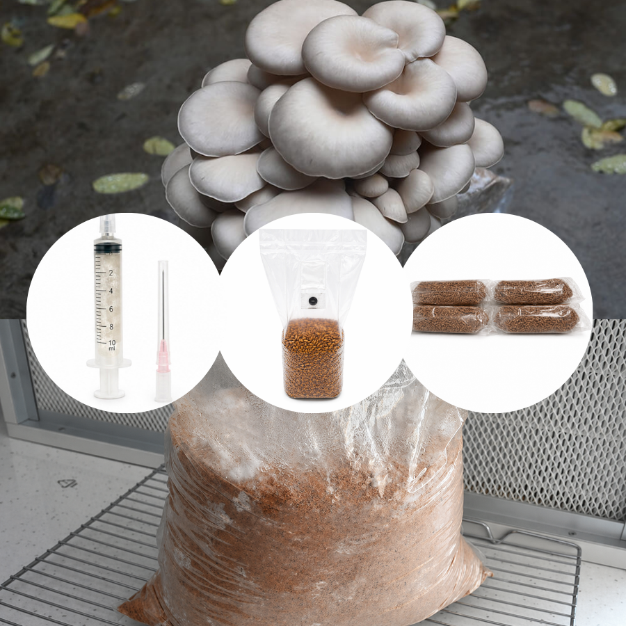 Kit de cultivare ciuperci acasa - Pleurotus ostreatus (Princess Pearl)