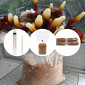 Kit de cultivare ciuperci acasa - Ganoderma linghzi (Reishi Lingzhi)