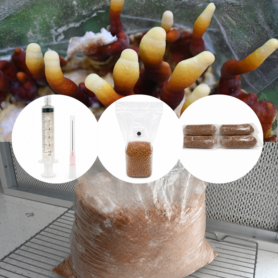 Kit de cultivare ciuperci acasa - Ganoderma linghzi (Reishi Lingzhi)