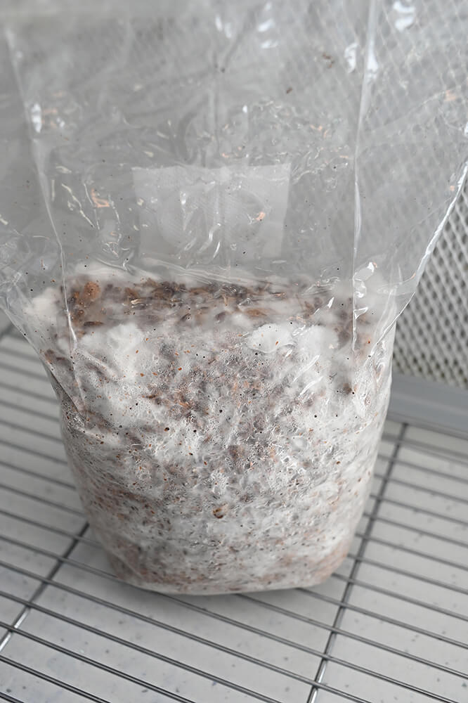 Kit 3 Kg Grâne Sterilizate pentru Miceliu, cu filtru și port de injectare