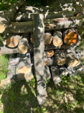 Buștean de carpen inoculat cu Shiitake – cultură naturală de ciuperci comestibile pentru acasă