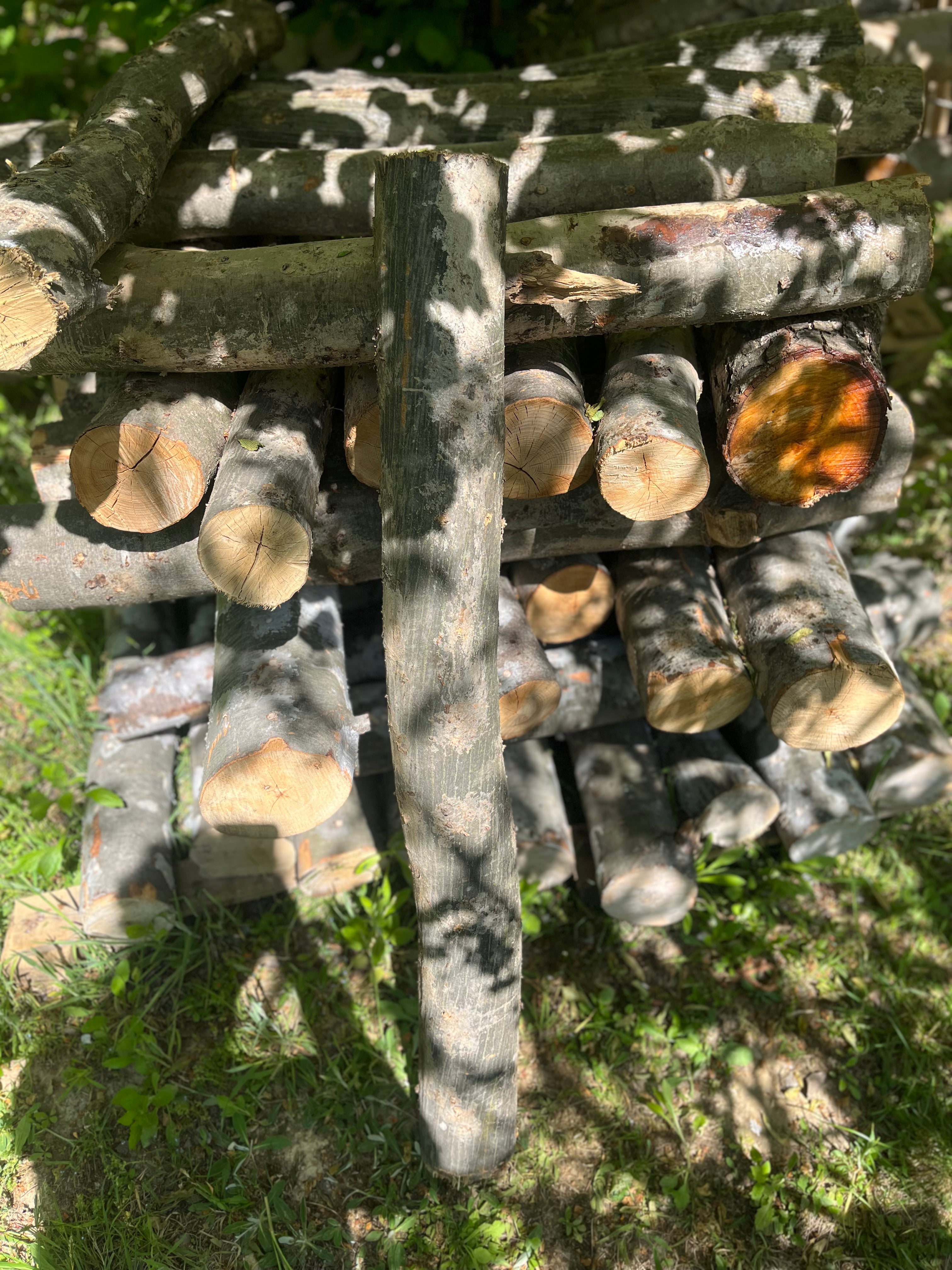 Buștean de carpen inoculat cu Shiitake – cultură naturală de ciuperci comestibile pentru acasă
