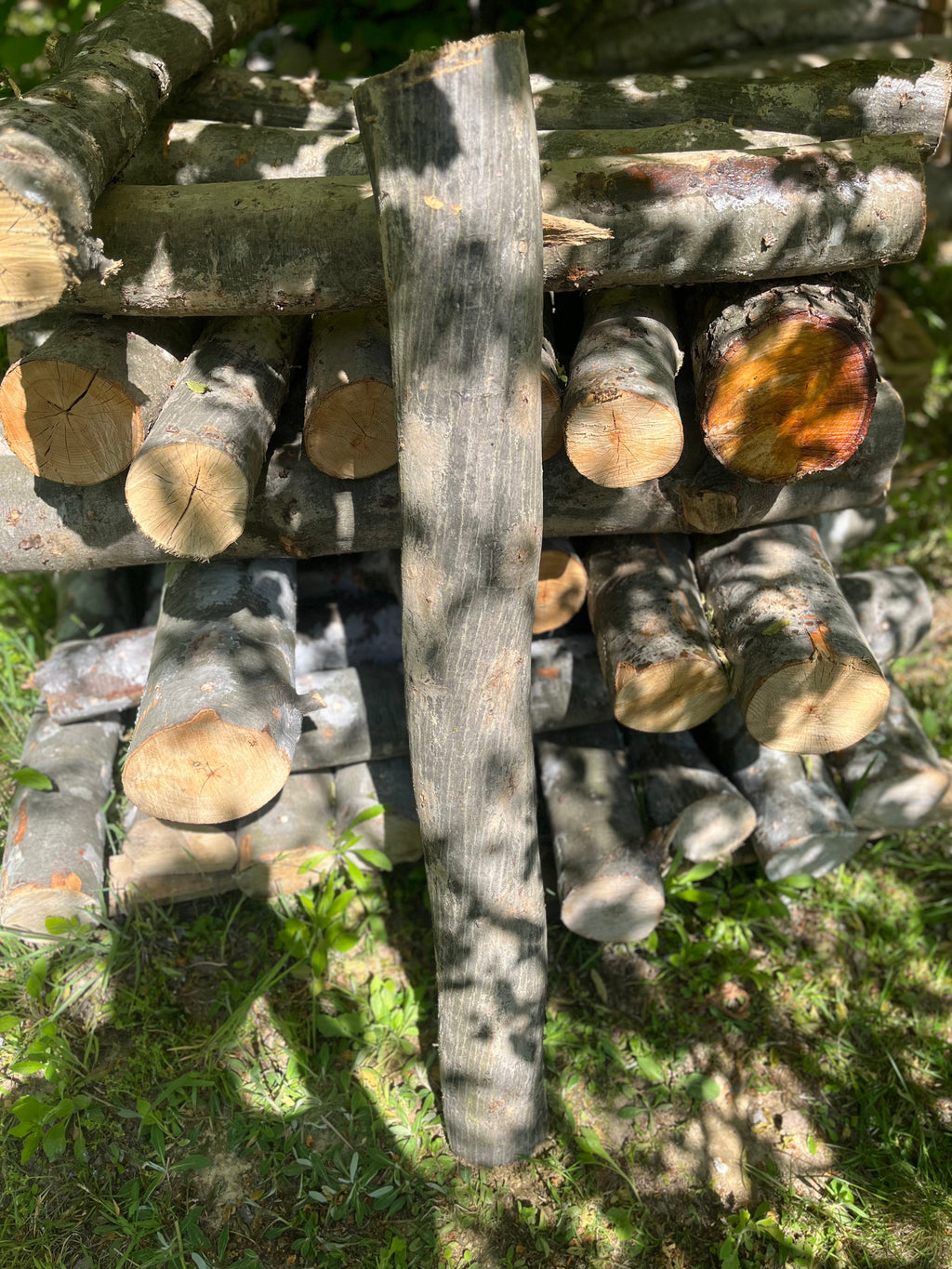 Buștean de carpen inoculat cu Shiitake – cultură naturală de ciuperci comestibile pentru acasă