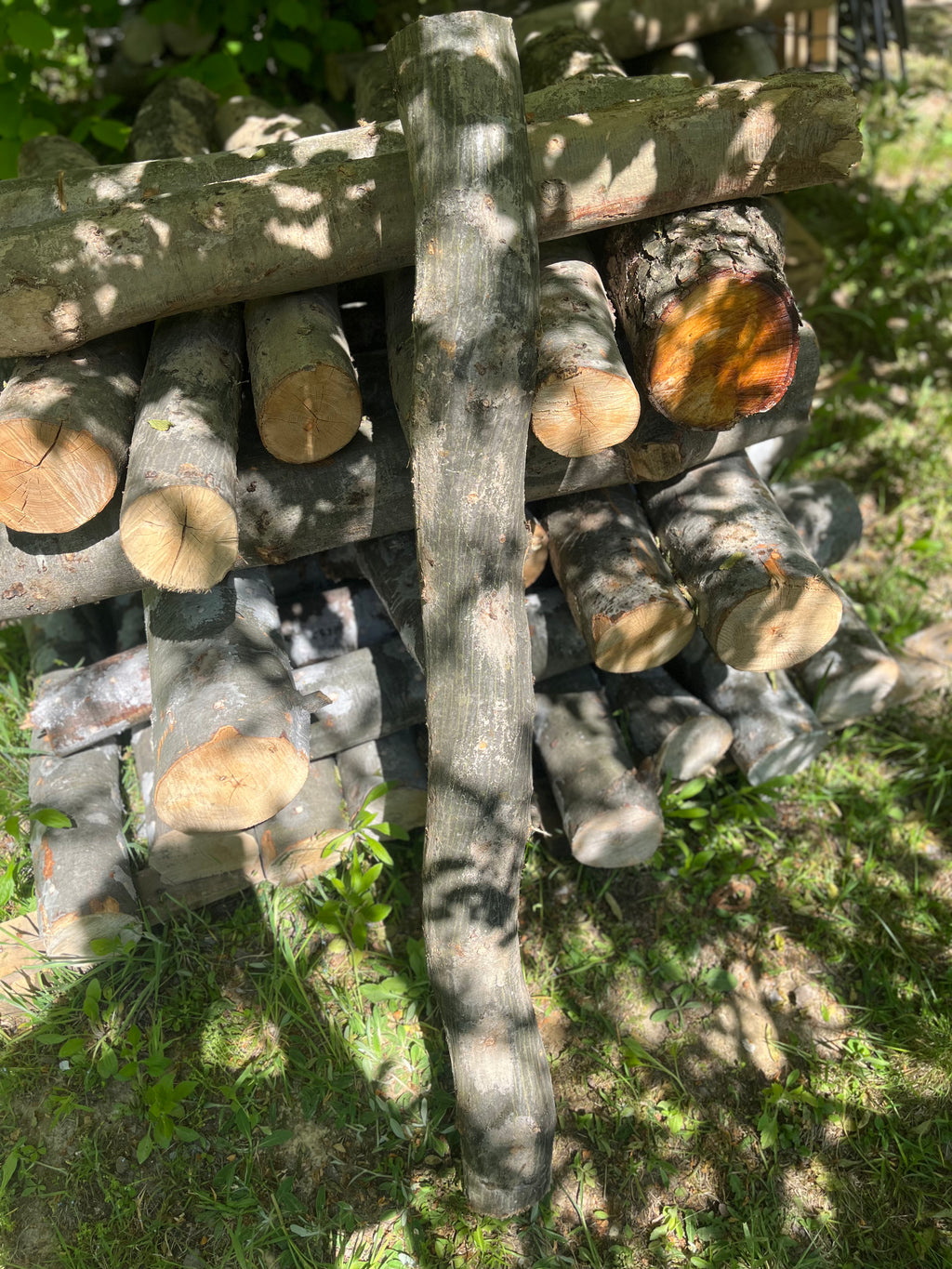 Buștean de carpen inoculat cu Shiitake – cultură naturală de ciuperci comestibile pentru acasă
