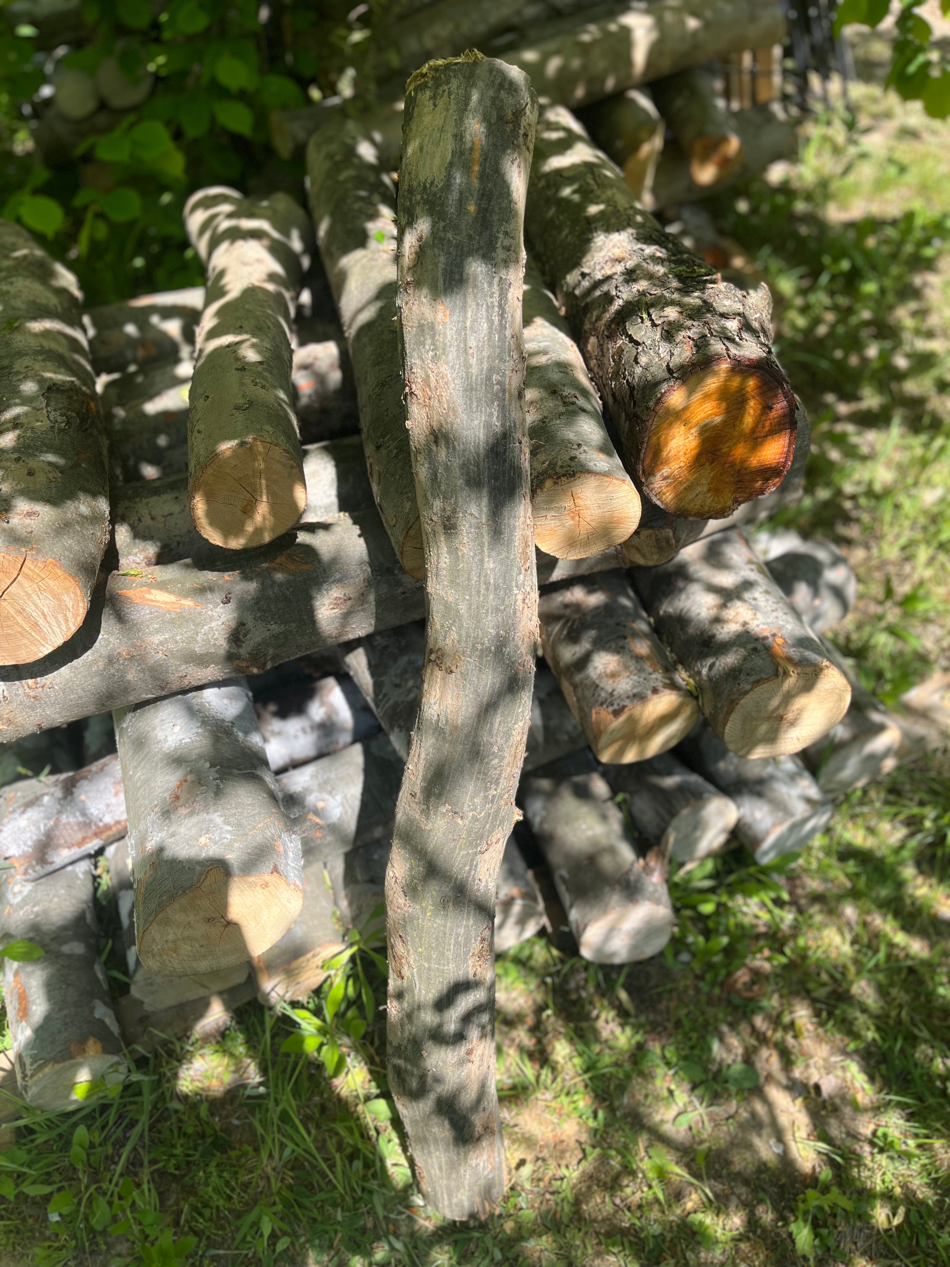 Buștean de carpen inoculat cu Shiitake – cultură naturală de ciuperci comestibile pentru acasă