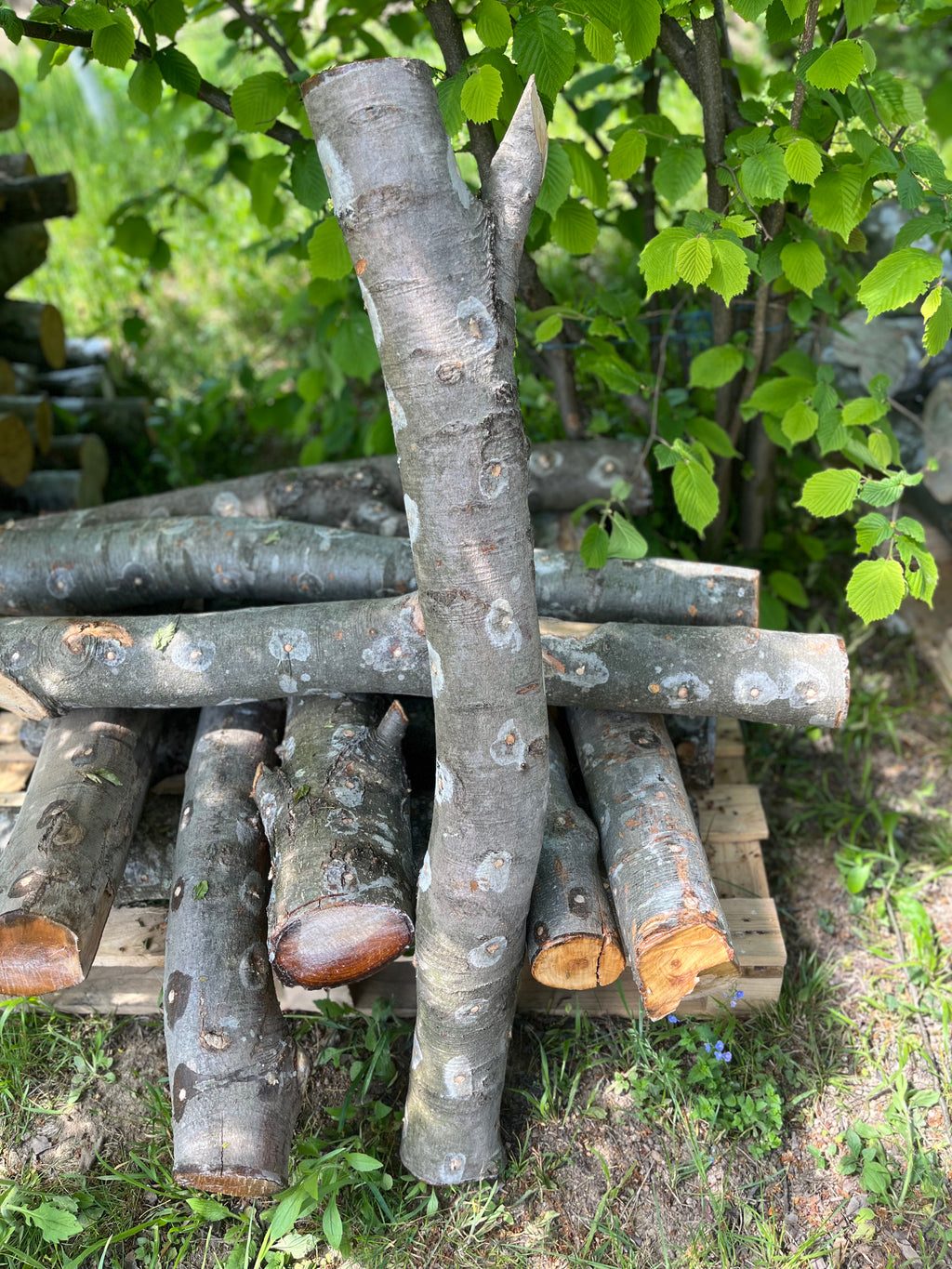Buștean de fag inoculat cu Shiitake – cultură naturală de ciuperci comestibile pentru acasă