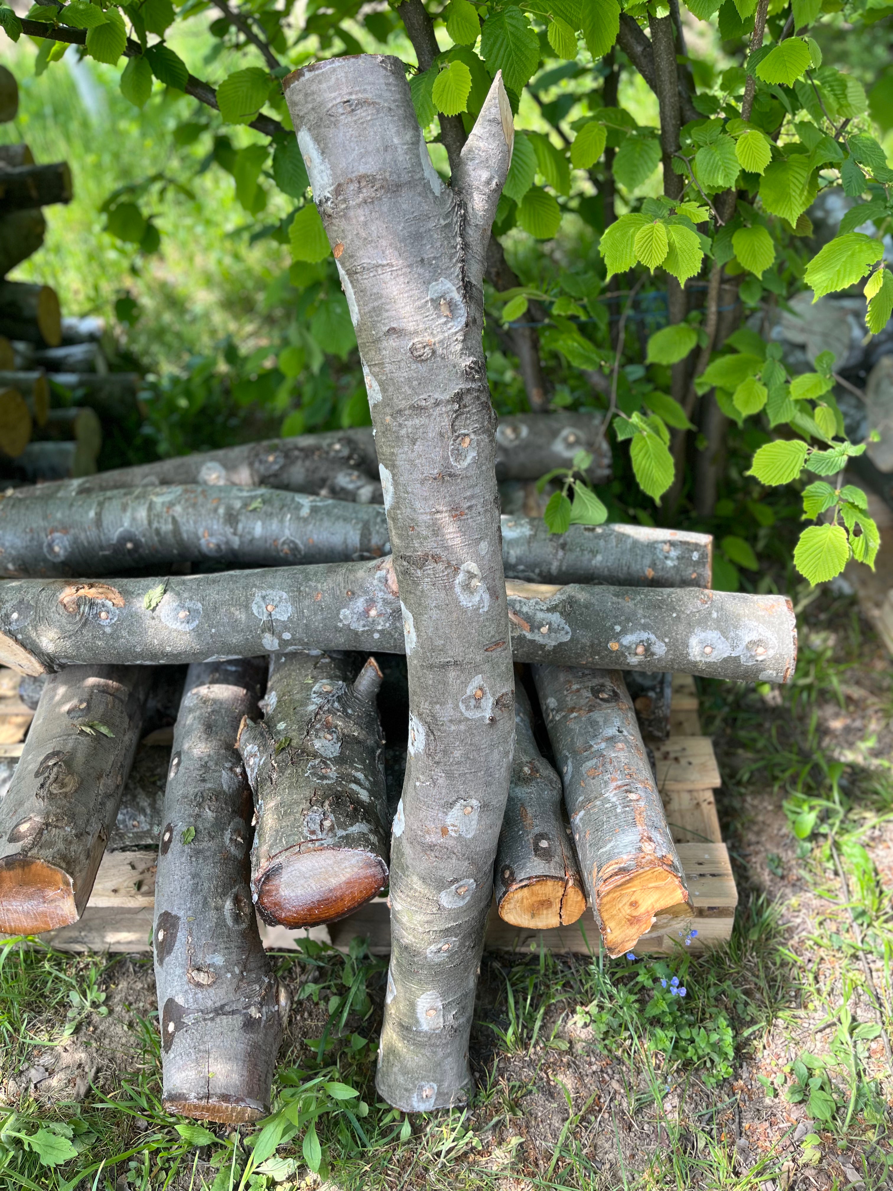 Buștean de fag inoculat cu Shiitake – cultură naturală de ciuperci comestibile pentru acasă