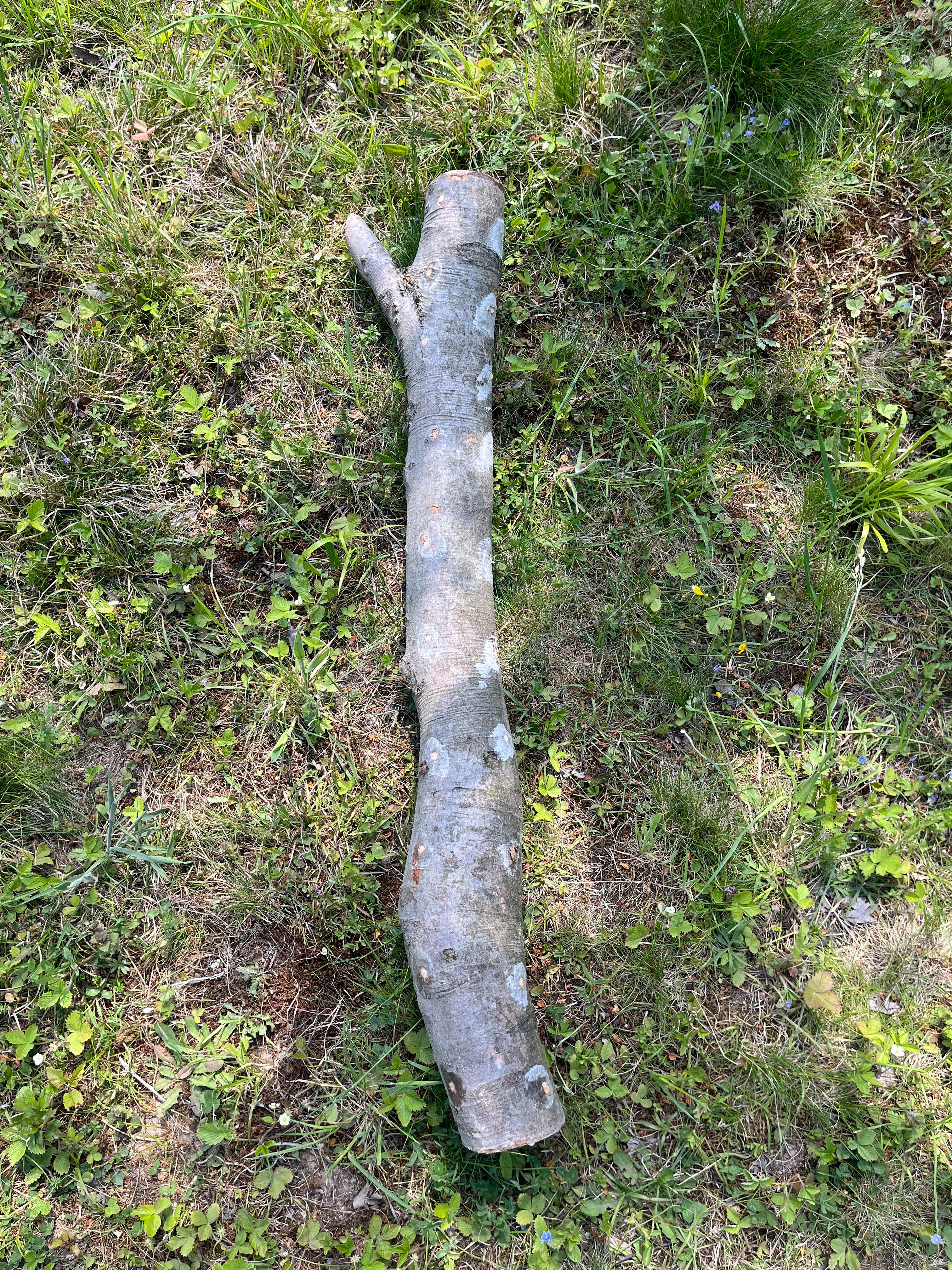 Buștean de fag inoculat cu Shiitake – cultură naturală de ciuperci comestibile pentru acasă