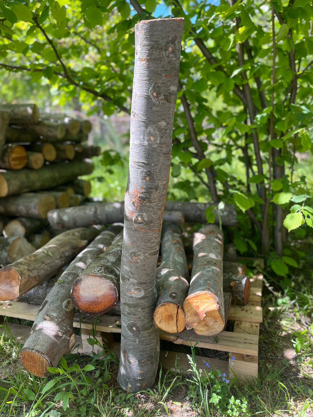 Buștean de fag inoculat cu Shiitake – cultură naturală de ciuperci comestibile pentru acasă