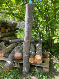 Buștean de fag inoculat cu Shiitake – cultură naturală de ciuperci comestibile pentru acasă
