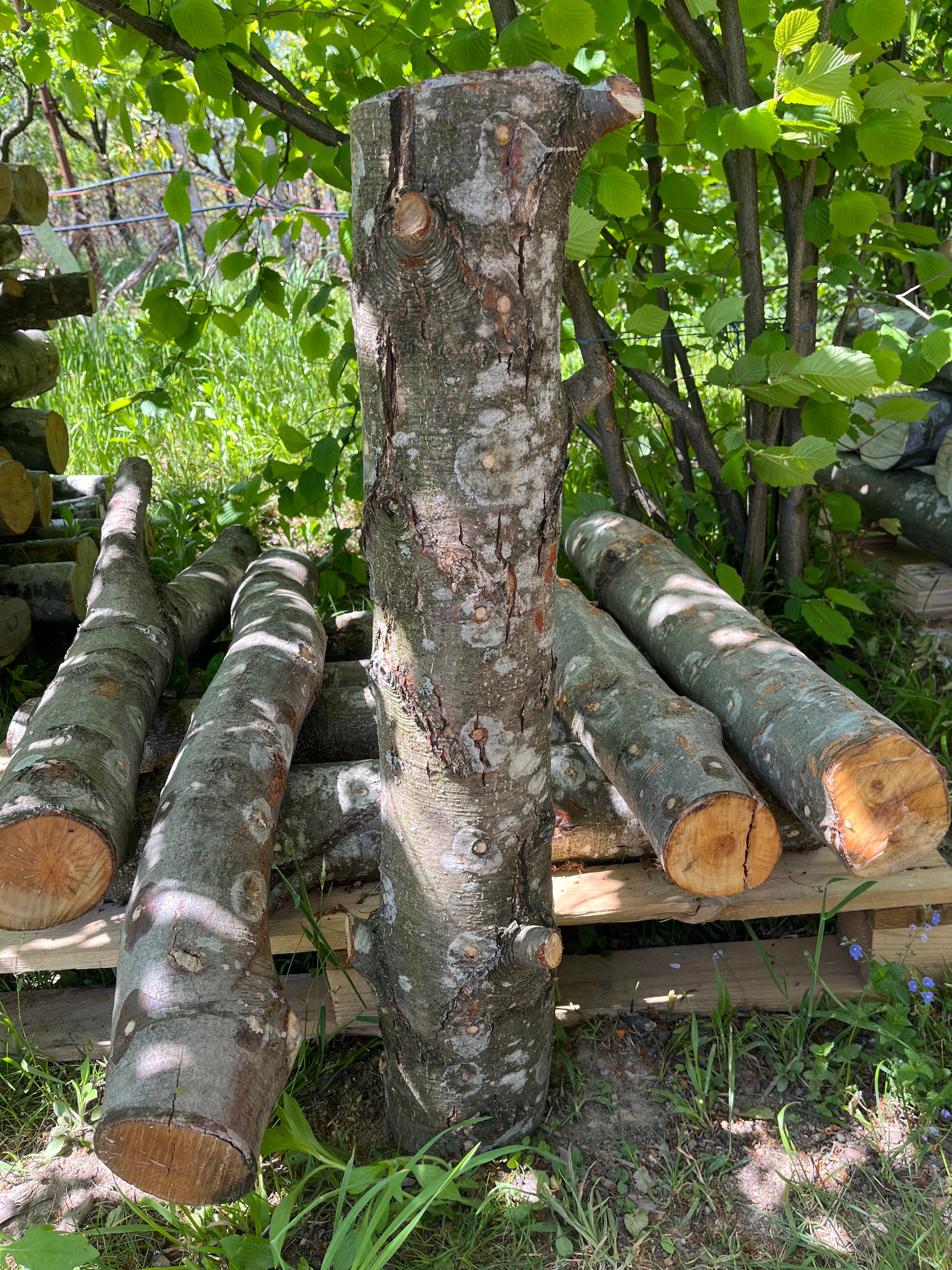 Buștean de arin inoculat cu Shiitake – cultură naturală de ciuperci comestibile pentru acasă