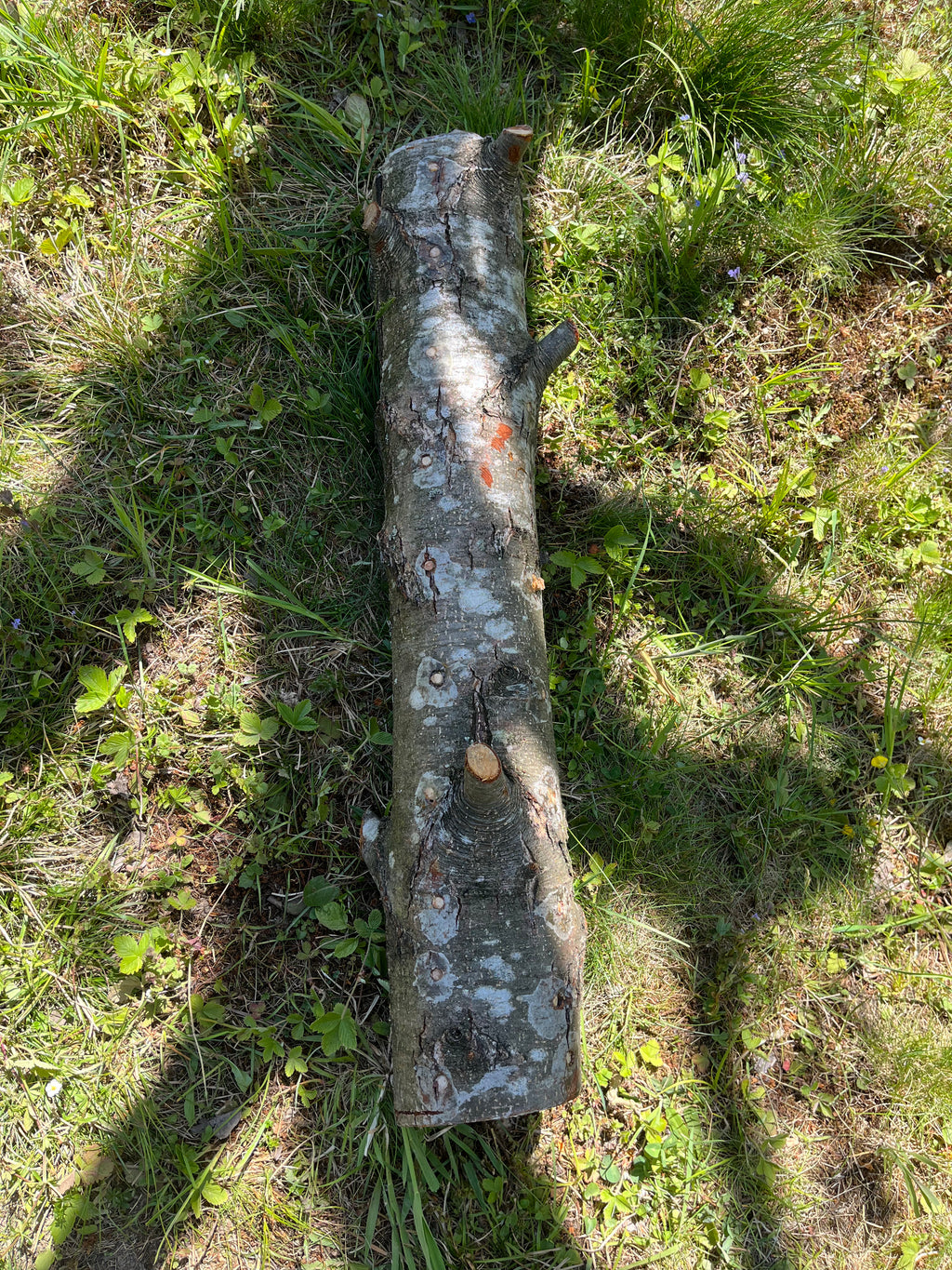 Buștean de arin inoculat cu Shiitake – cultură naturală de ciuperci comestibile pentru acasă