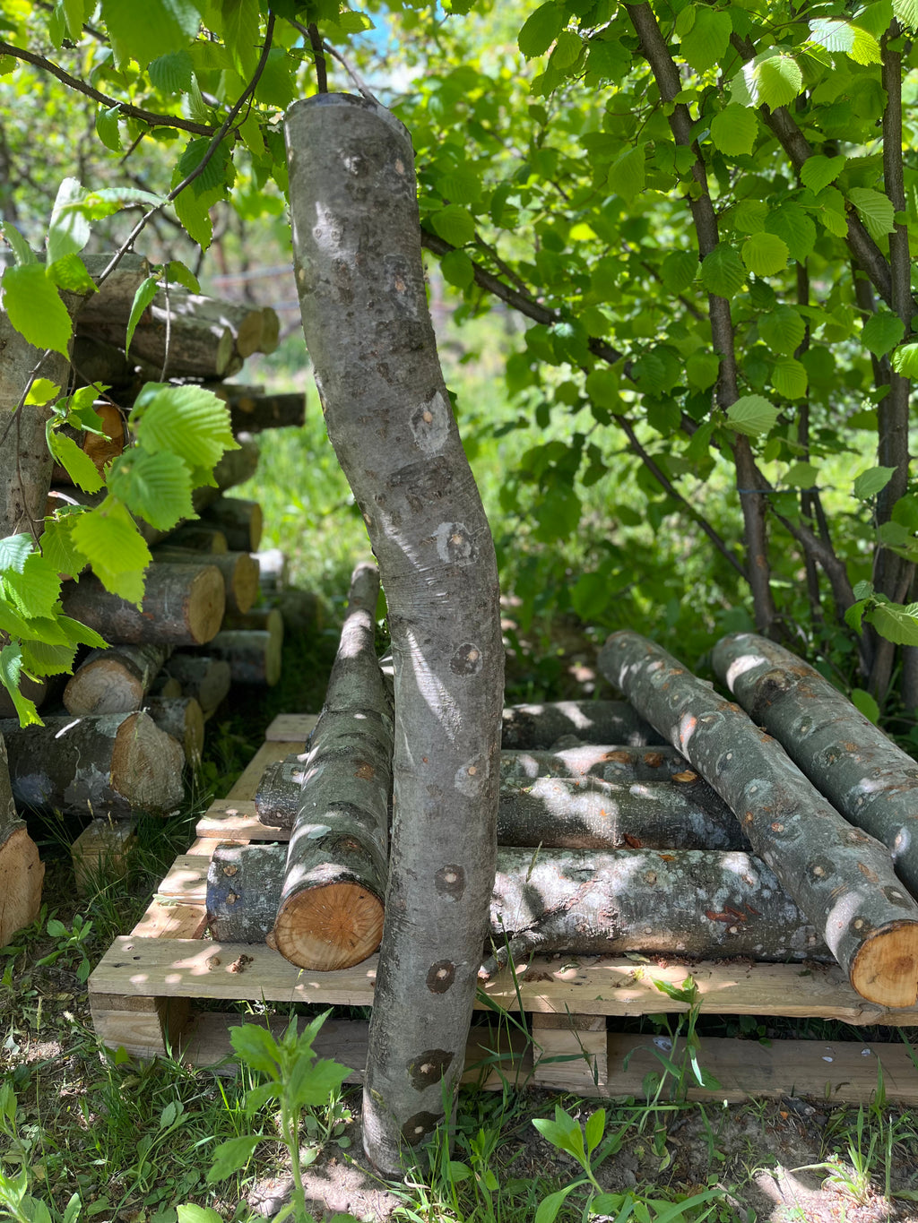 Buștean de fag inoculat cu Shiitake – cultură naturală de ciuperci comestibile pentru acasă