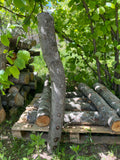 Buștean de fag inoculat cu Shiitake – cultură naturală de ciuperci comestibile pentru acasă