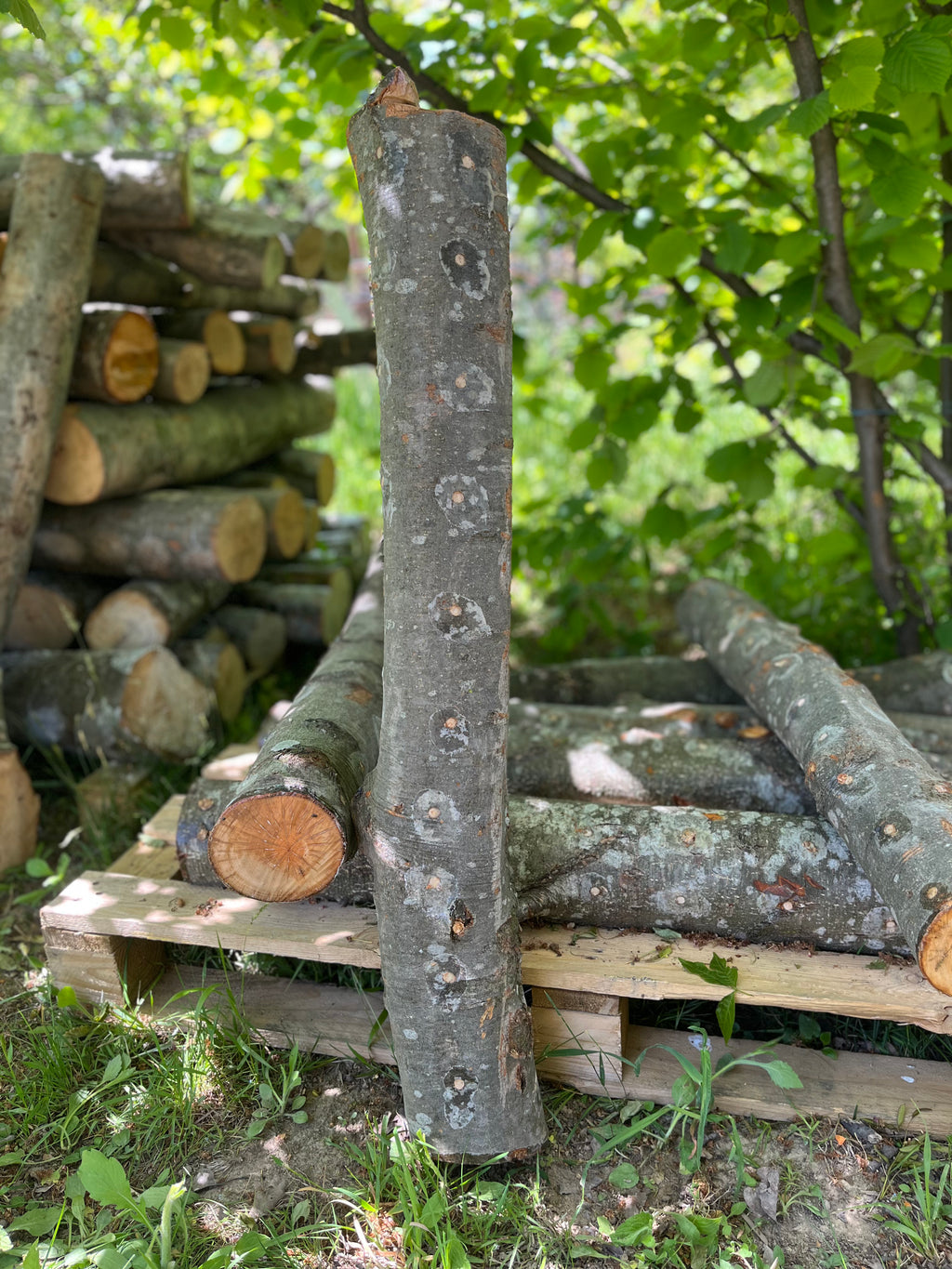 Buștean de fag inoculat cu Shiitake – cultură naturală de ciuperci comestibile pentru acasă