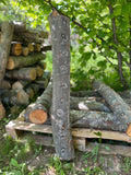 Buștean de fag inoculat cu Shiitake – cultură naturală de ciuperci comestibile pentru acasă