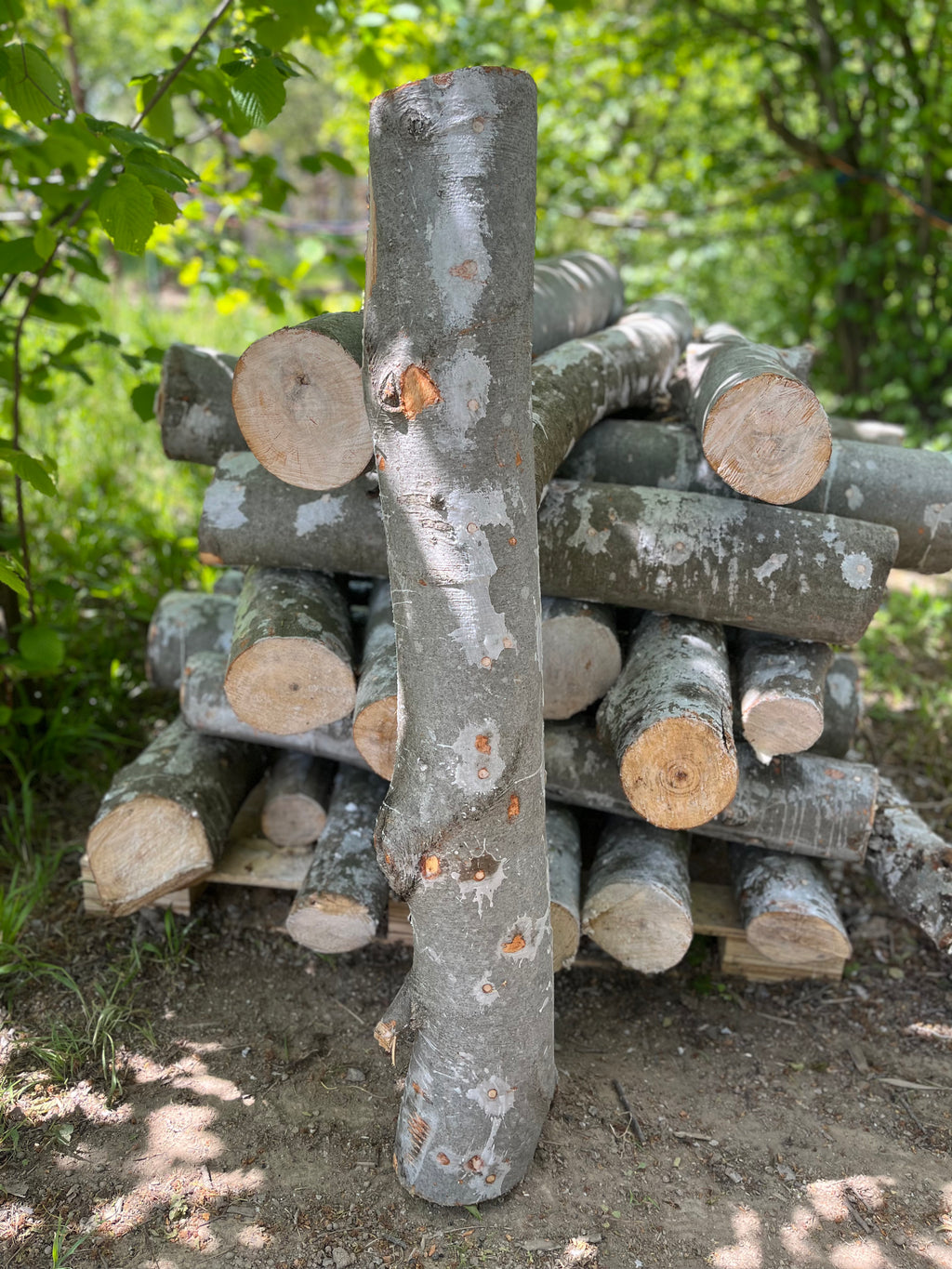 Buștean de fag inoculat cu Coama leului  – cultură naturală de ciuperci comestibile pentru acasă