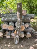 Buștean de fag inoculat cu Coama leului  – cultură naturală de ciuperci comestibile pentru acasă