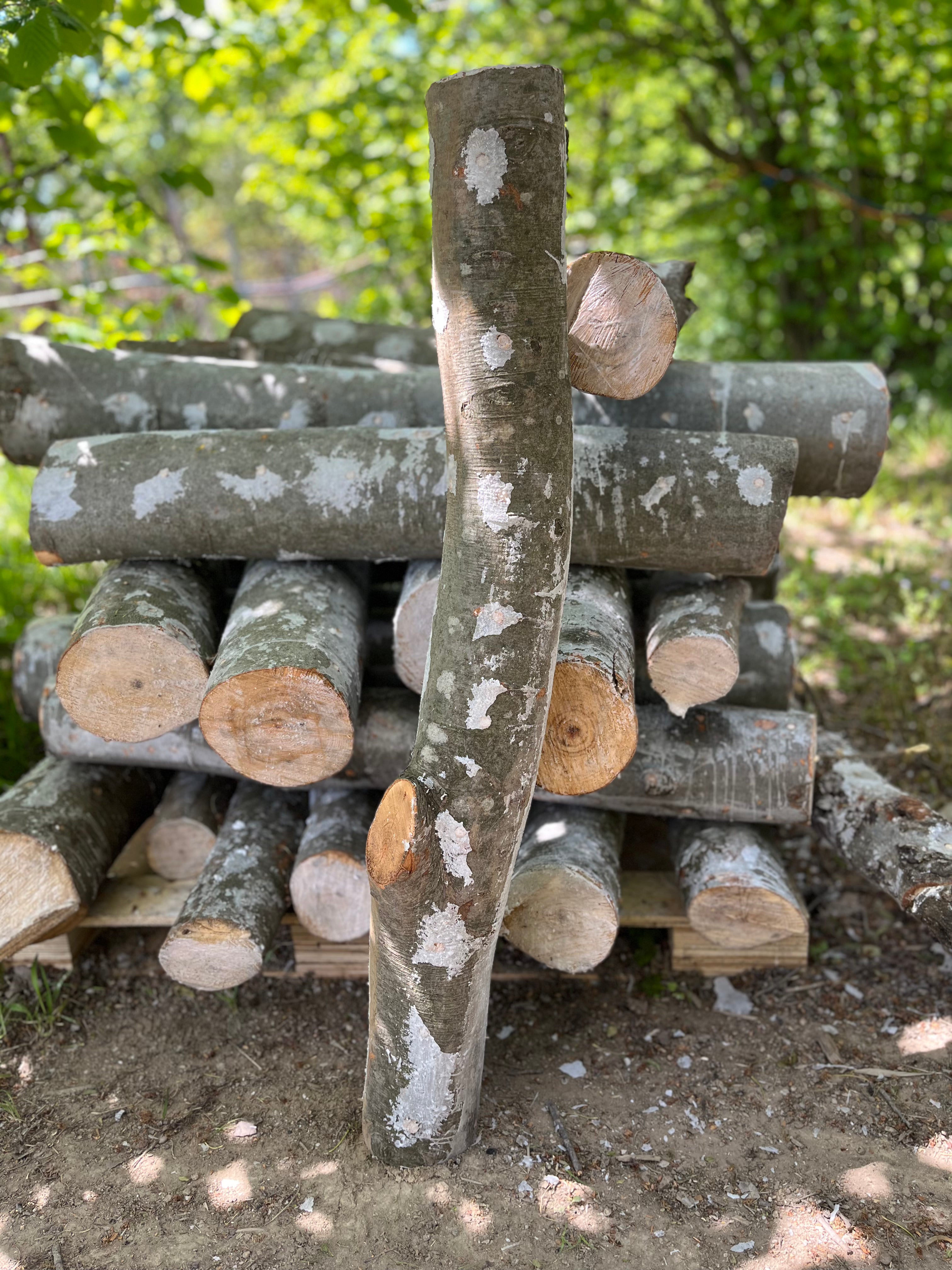 Buștean de fag inoculat cu Coama leului  – cultură naturală de ciuperci comestibile pentru acasă