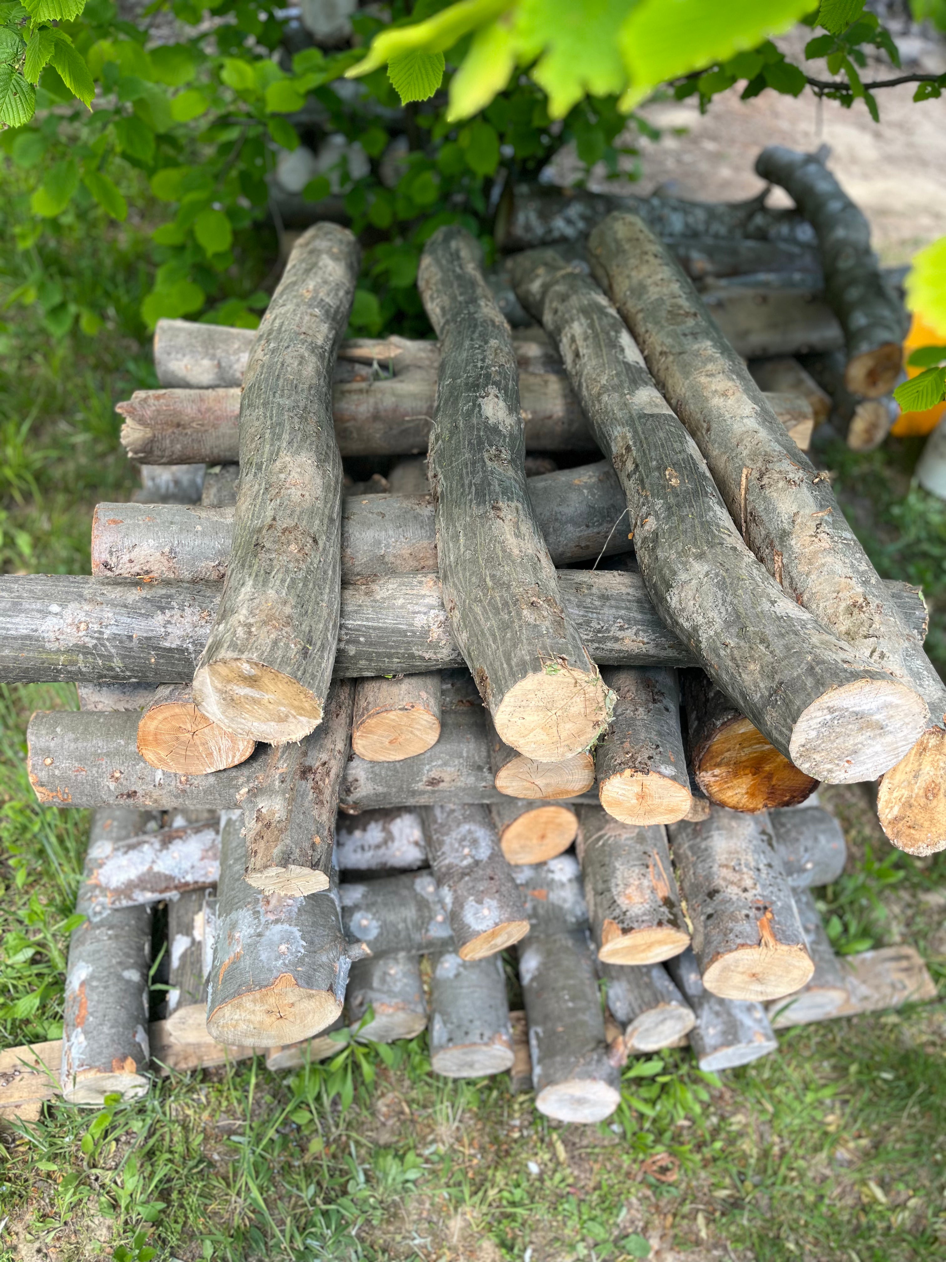 Buștean de arin inoculat cu Shiitake – cultură naturală de ciuperci comestibile pentru acasă