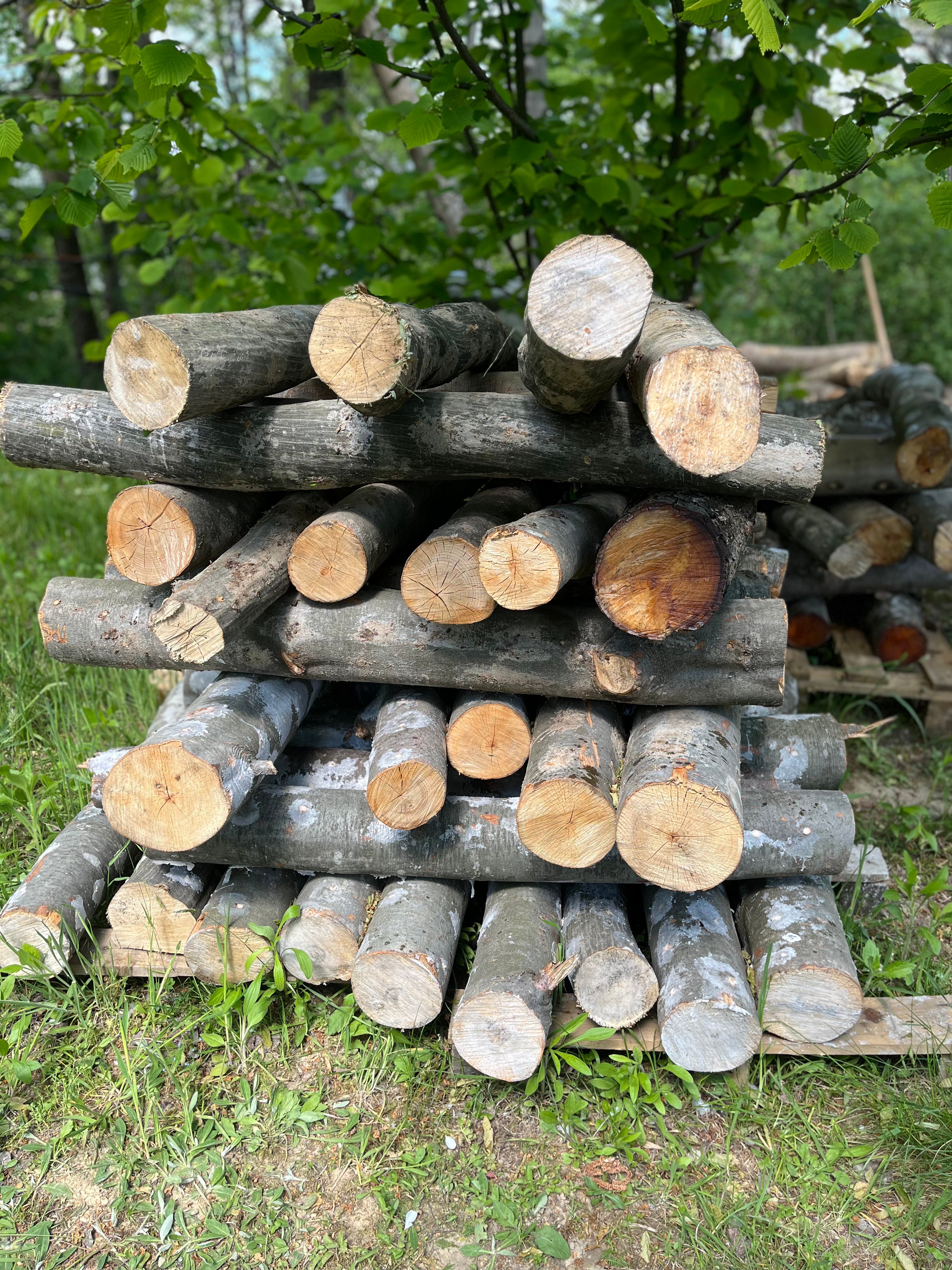 Buștean de arin inoculat cu Shiitake – cultură naturală de ciuperci comestibile pentru acasă