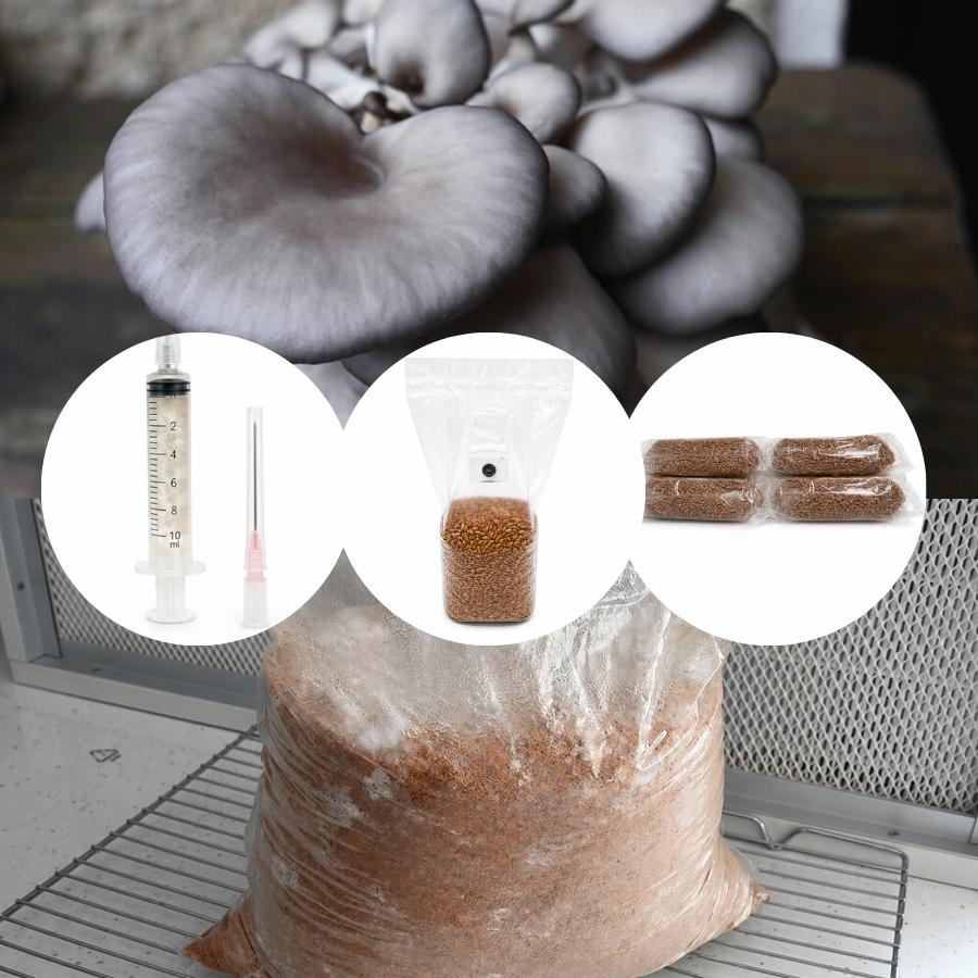 Kit de cultivare ciuperci acasa - Pleurotus ostreatus (King Blue Oyster)