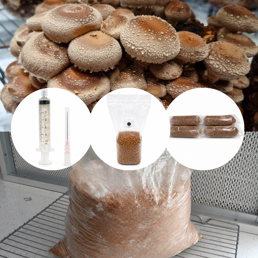 Kit de cultivare ciuperci acasa - Shiitake (Lentinula edodes)